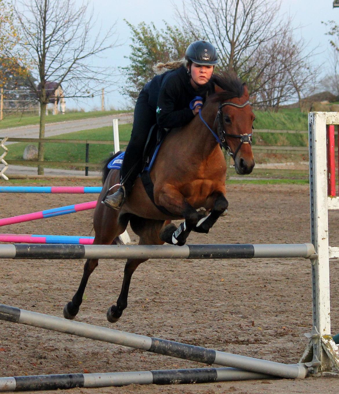 Hollandsk Sportspony Misty billede 11