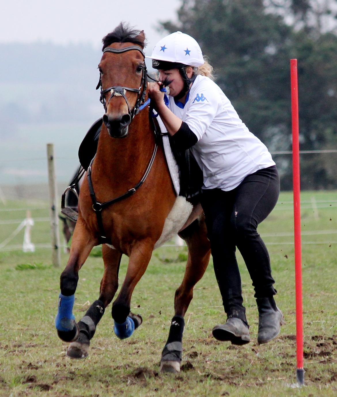 Hollandsk Sportspony Misty billede 12