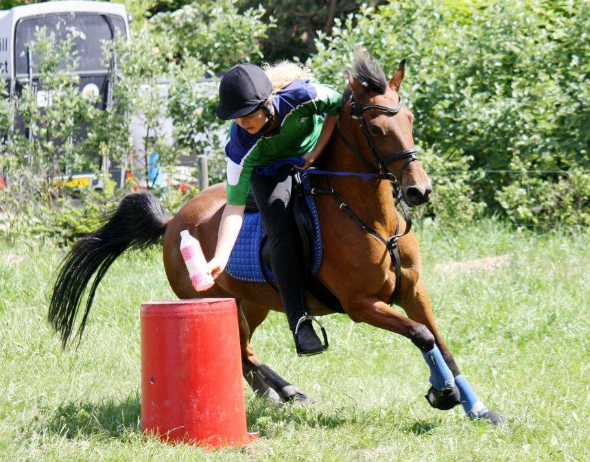 Hollandsk Sportspony Misty billede 2