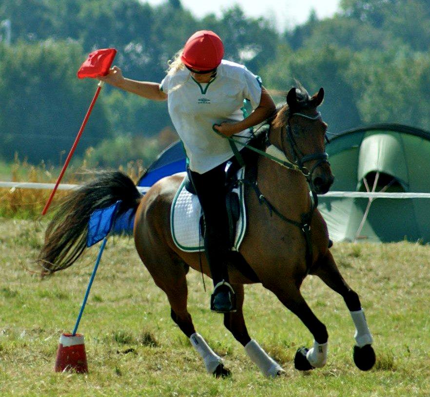 Hollandsk Sportspony Misty billede 4