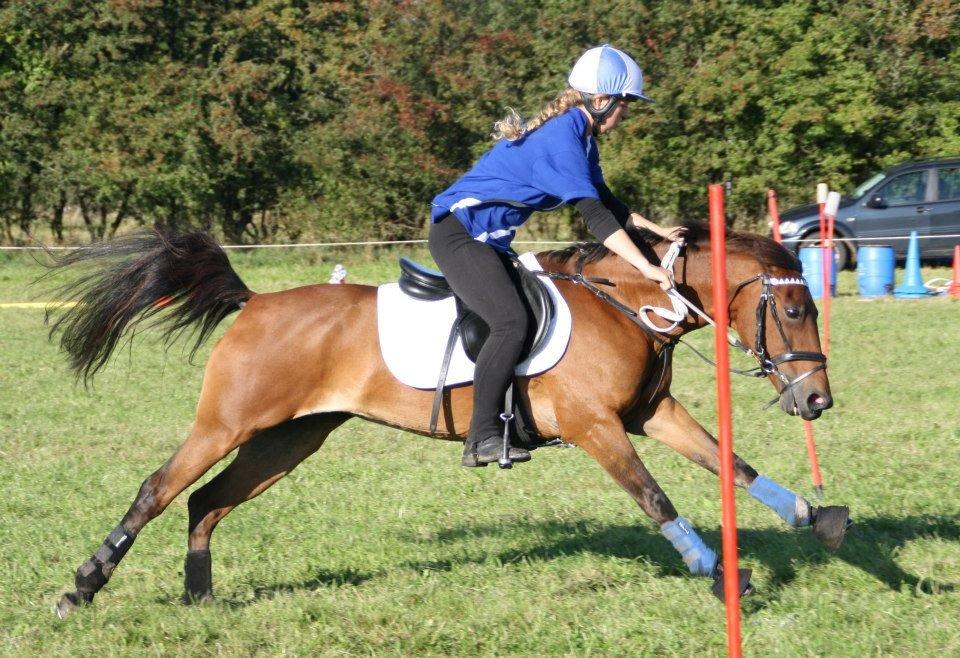 Hollandsk Sportspony Misty billede 20