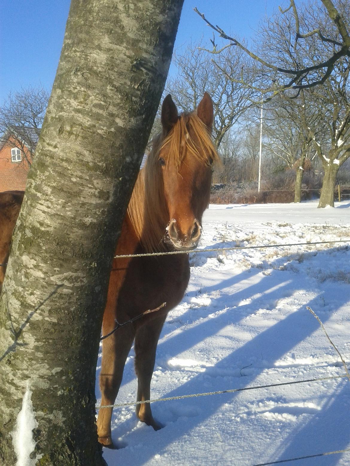 Anden særlig race Lillefix Ever uniqe solgt  - tøsen i sneen 2012 billede 6