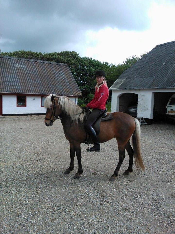 Islænder Stássa fra Søgård billede 1