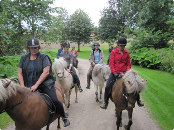 Islænder Stássa fra Søgård billede 9