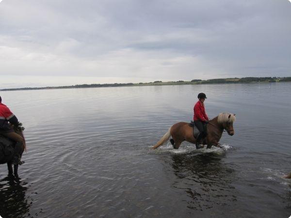 Islænder Stássa fra Søgård billede 11