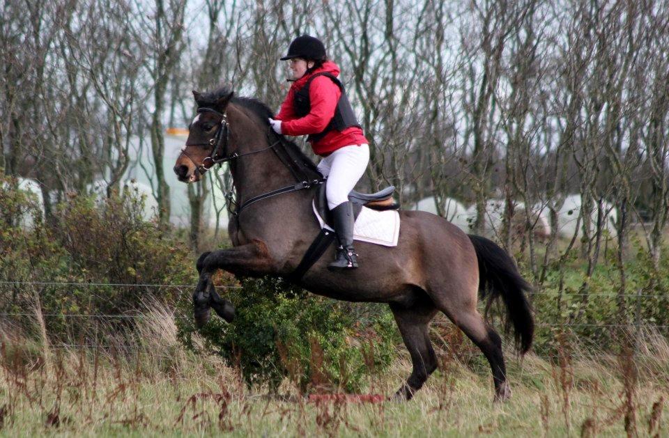 Anden særlig race Kavello - Hubertusjagt Solvang 2012
Super flot spring.
Taget af Marianne Eiby billede 3