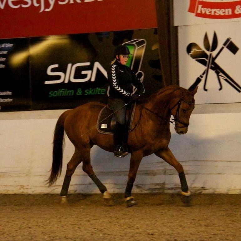 Dansk Varmblod Fjællebroens Excalibur billede 2