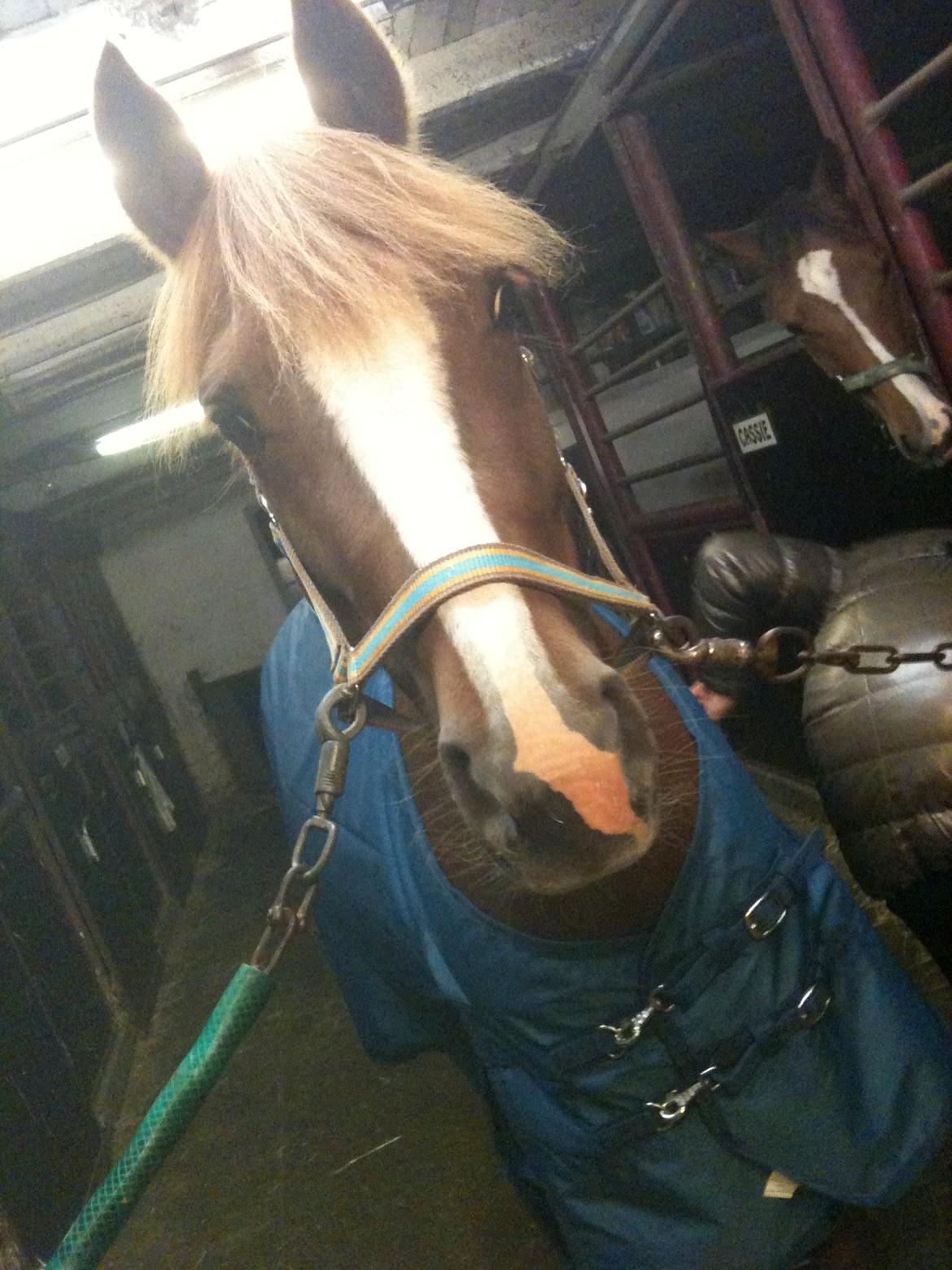 DSP Pour Lady( tidl. pony ) billede 7