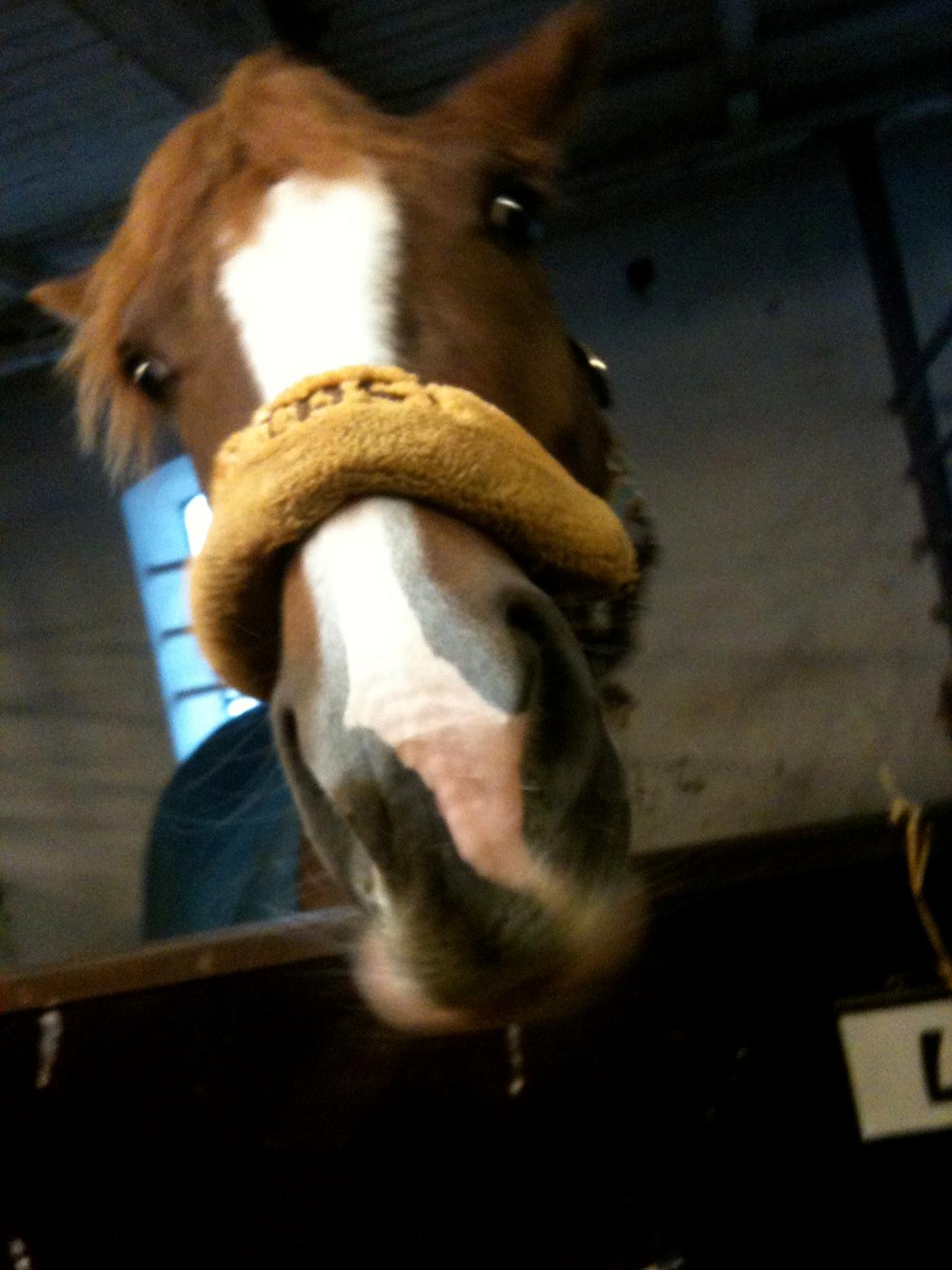 DSP Pour Lady( tidl. pony ) billede 10