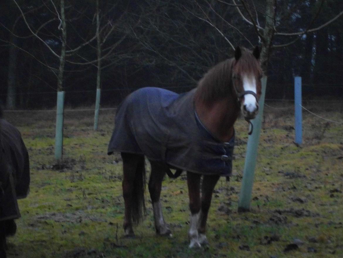 Welsh Mountain (sec A) Coverland's Athena billede 14