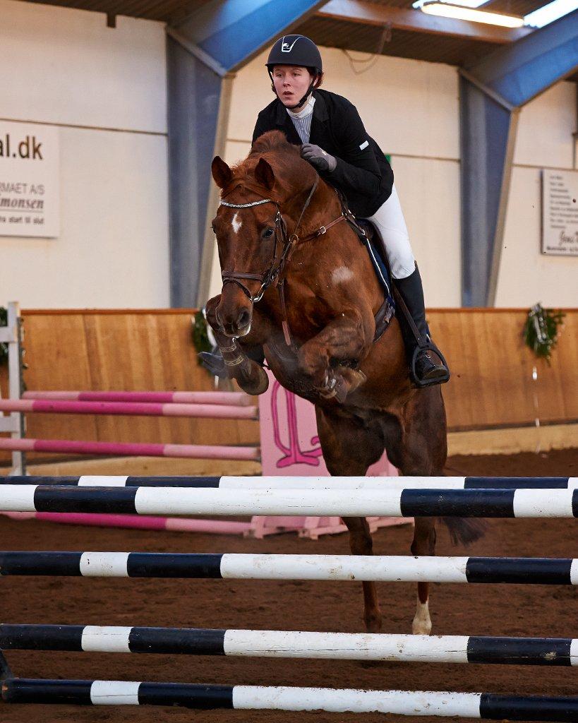 Dansk Varmblod Conquistador billede 1