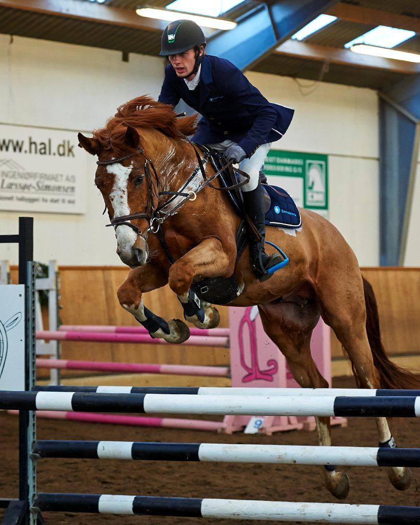 Dansk Varmblod Sartors Tiamo billede 6