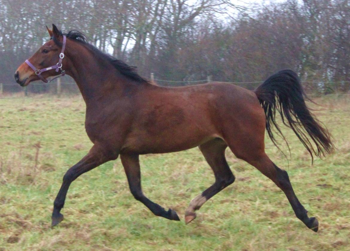 Dansk Varmblod Alby's Cocio billede 4