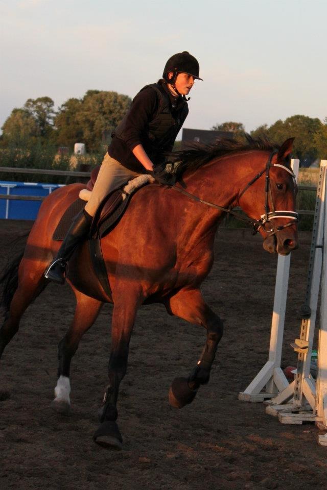 Dansk Varmblod Carentia ~SOULMATE~ billede 7