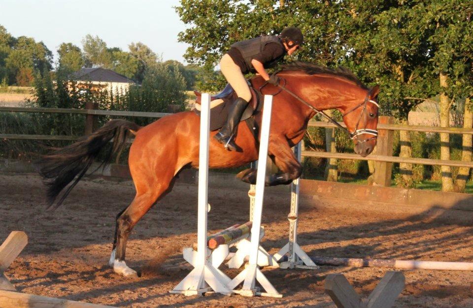 Dansk Varmblod Carentia ~SOULMATE~ billede 8