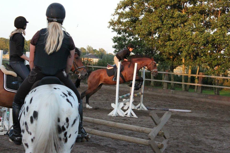 Dansk Varmblod Carentia ~SOULMATE~ billede 9