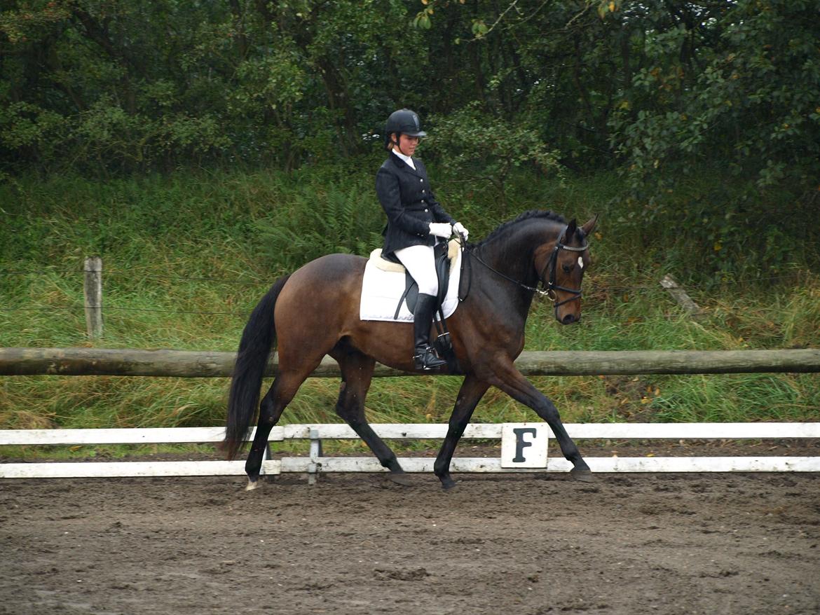 Dansk Varmblod Bøgeskov MICHIGAN - Foto: Line billede 5