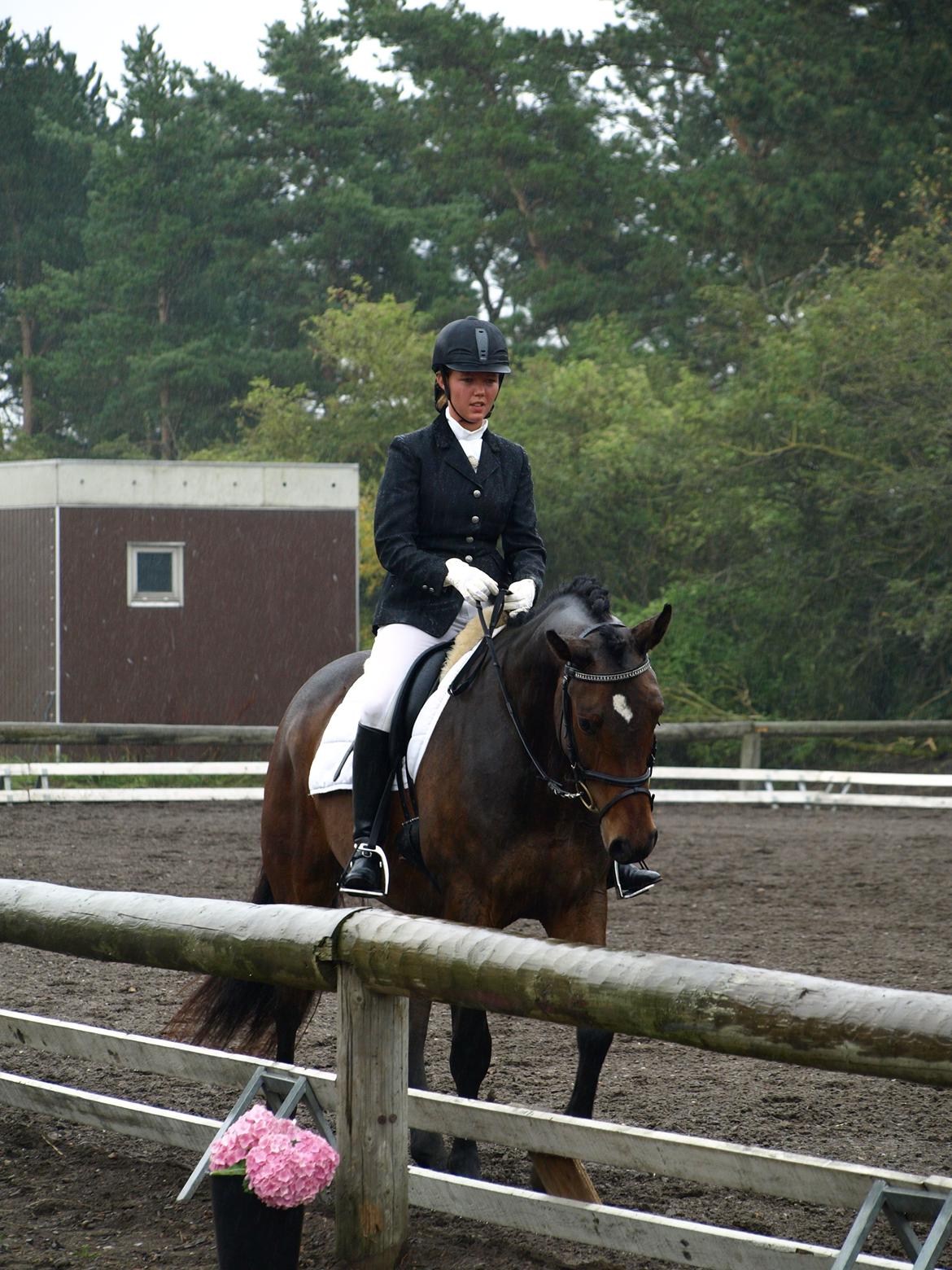 Dansk Varmblod Bøgeskov MICHIGAN - Foto: Line billede 6