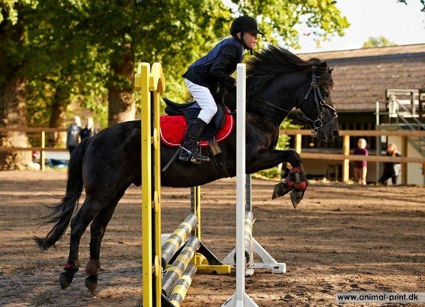 Gotlandsruss Daddy Boy billede 7