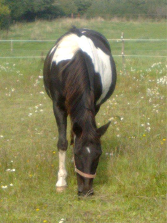 Pinto Malik - Tyk men smuk<3 billede 9