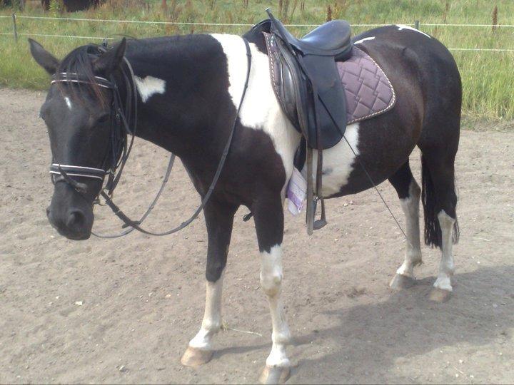 Pinto Malik billede 11