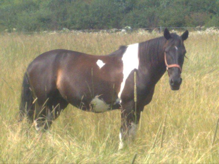 Pinto Malik billede 7