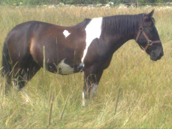 Pinto Malik billede 13