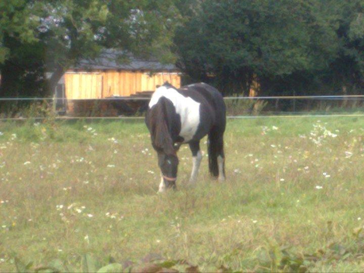 Pinto Malik billede 14