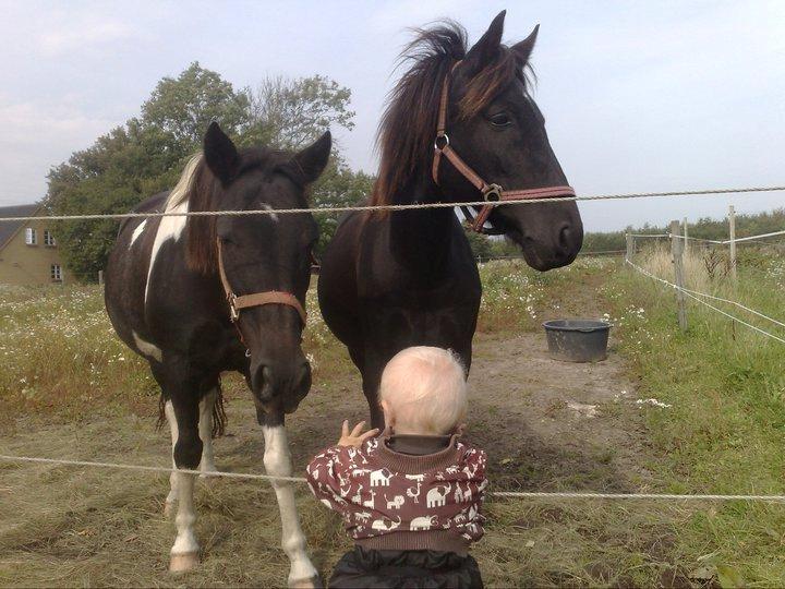 Pinto Malik - Malik, hendes første datter hos os og min lillebror. billede 15