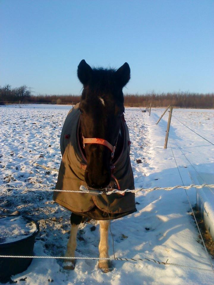 Pinto Malik - Vinter 2013 billede 17