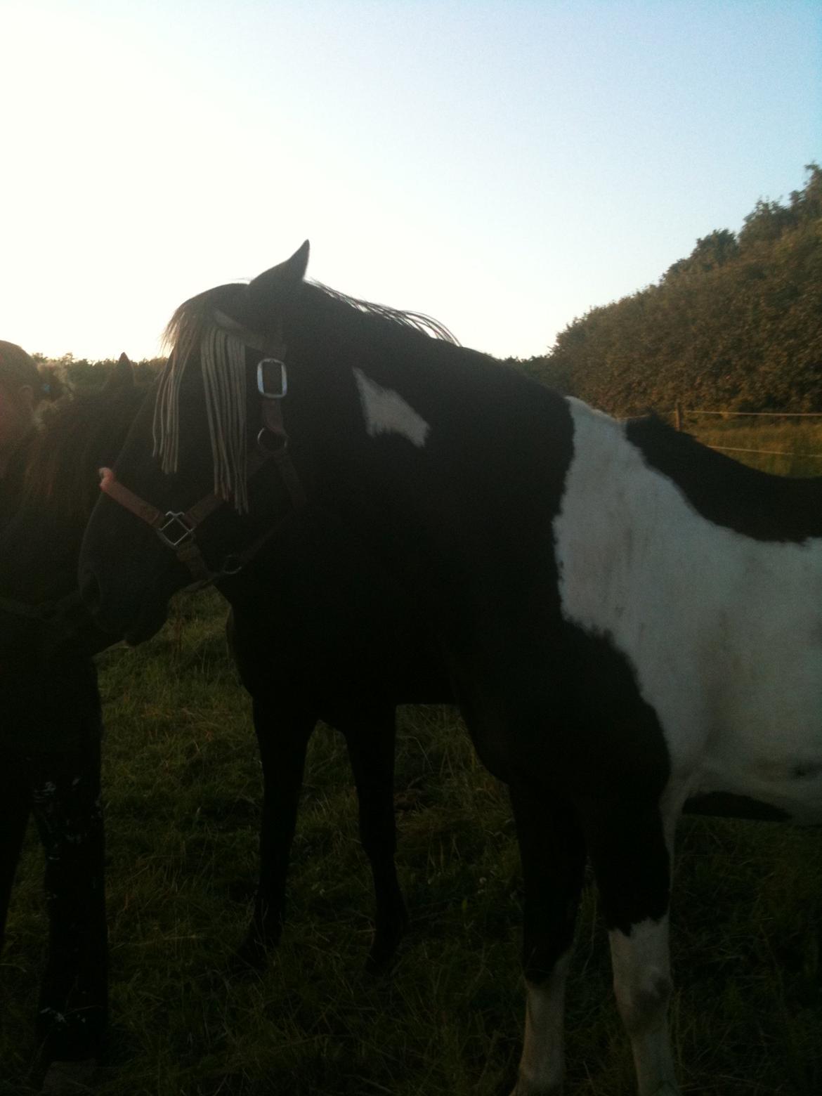 Pinto Malik - Sommer 2013 billede 20