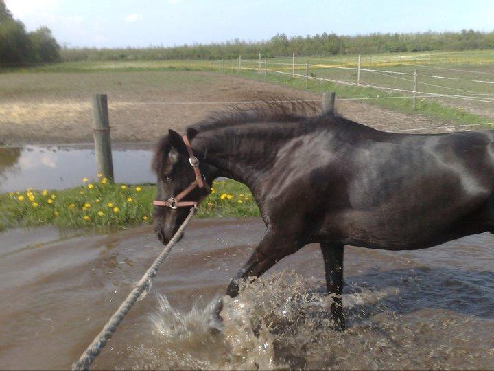 Pinto Dark Prinsess Andjelina billede 2