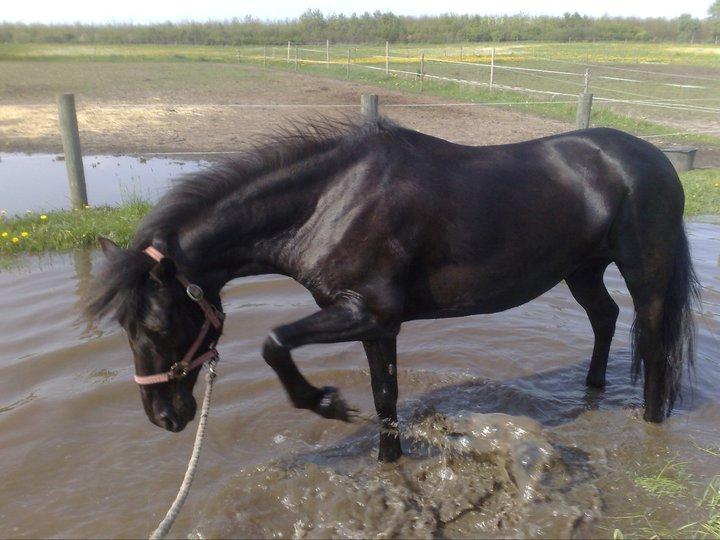 Pinto Dark Prinsess Andjelina billede 4