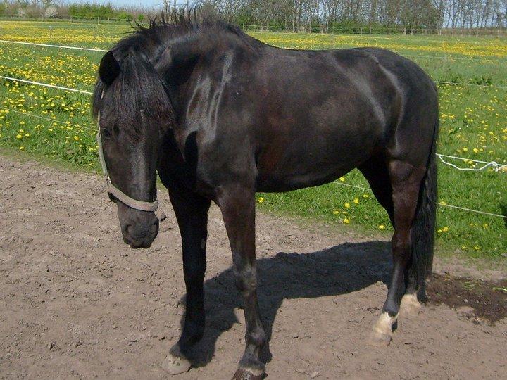 Pinto Dark Prinsess Andjelina billede 1