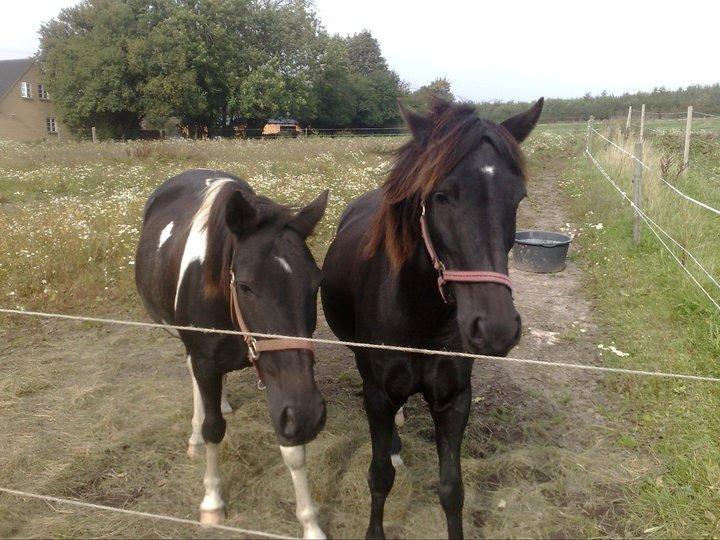 Pinto Dark Prinsess Andjelina billede 5