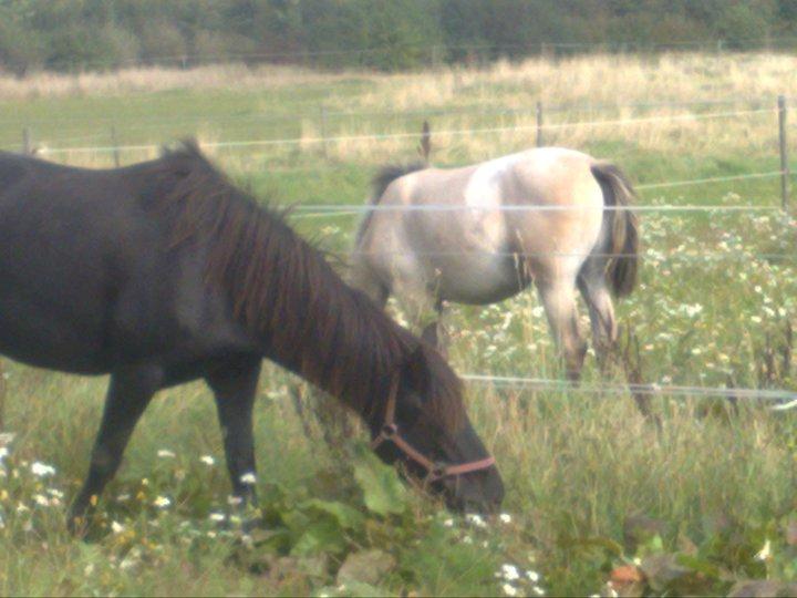 Pinto Dark Prinsess Andjelina billede 6