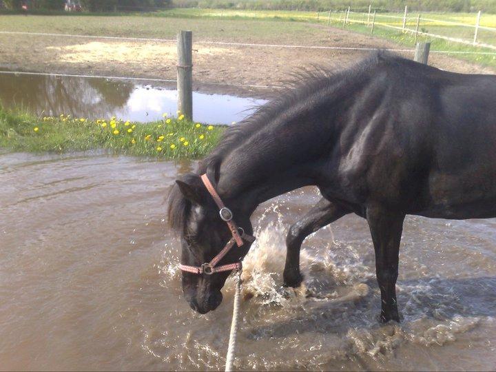 Pinto Dark Prinsess Andjelina billede 7