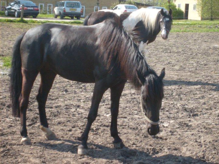 Pinto Dark Prinsess Andjelina billede 8