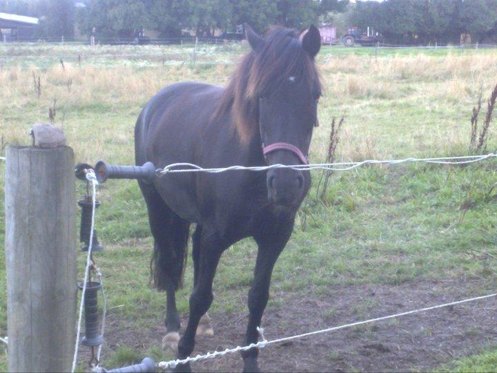 Pinto Dark Prinsess Andjelina billede 10