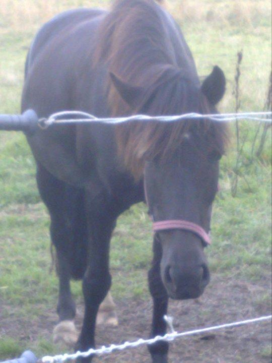 Pinto Dark Prinsess Andjelina billede 11