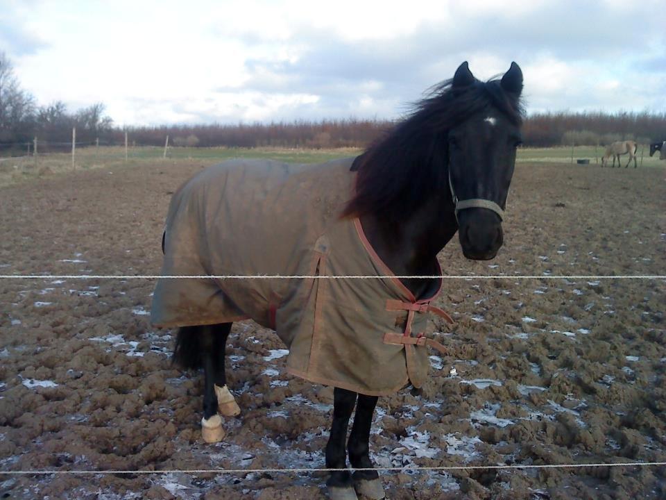 Pinto Dark Prinsess Andjelina billede 12