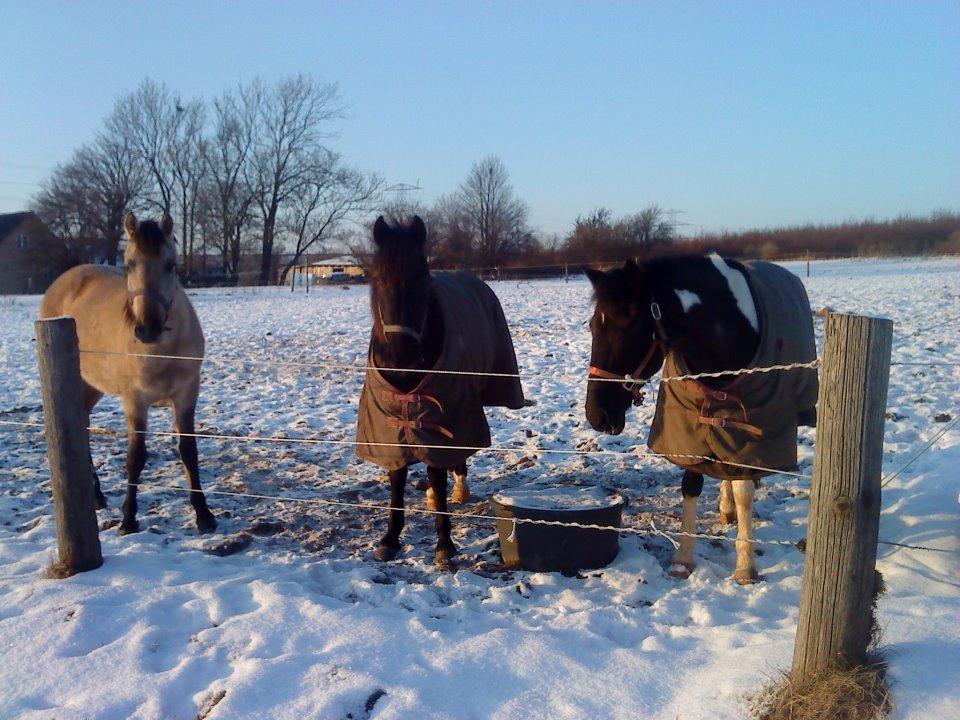 Pinto Dark Prinsess Andjelina billede 13