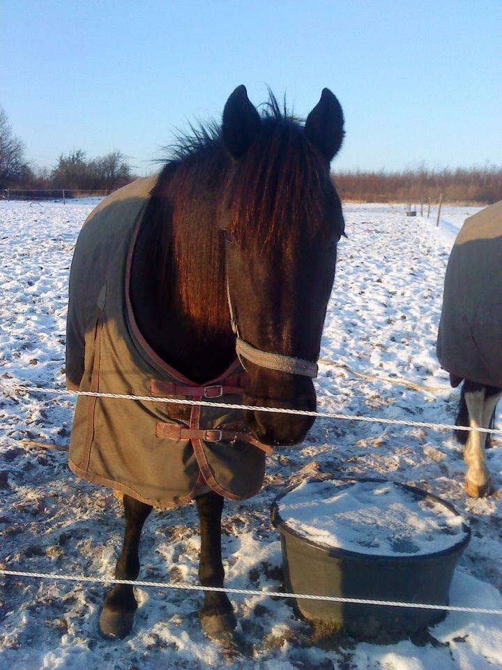 Pinto Dark Prinsess Andjelina billede 14