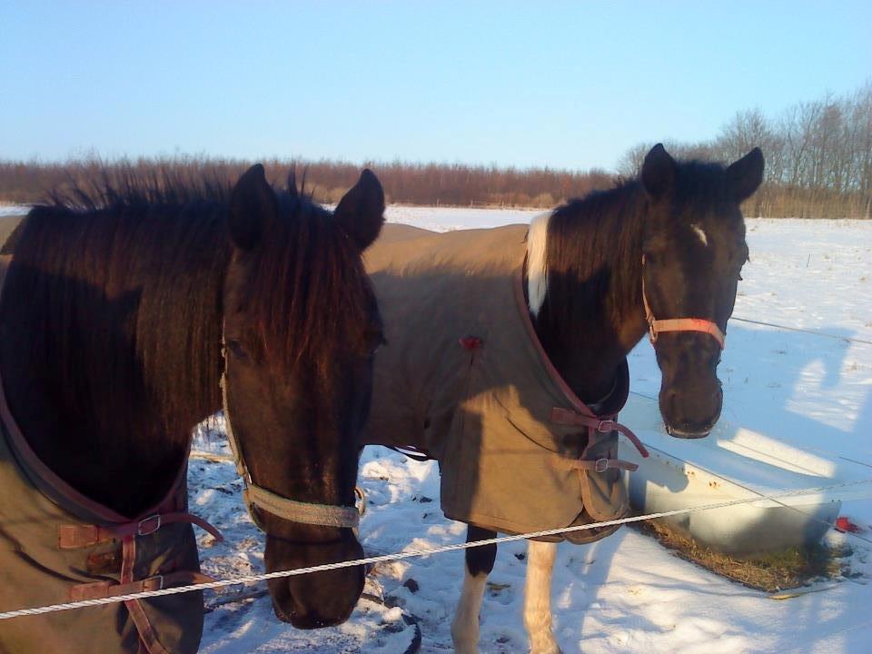 Pinto Dark Prinsess Andjelina billede 3