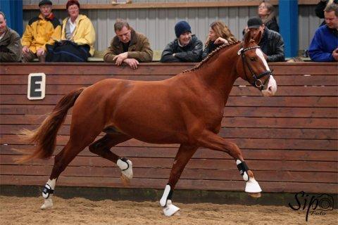 Frederiksborg Nando Fjord - Fandt lige et billed af ham til kårring :) billede 1