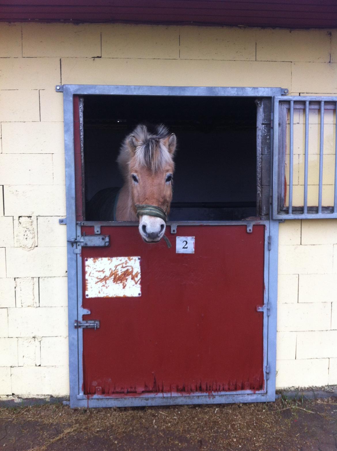 Fjordhest Bodyguard billede 2