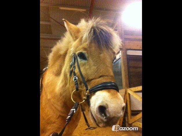 Fjordhest Bodyguard billede 3