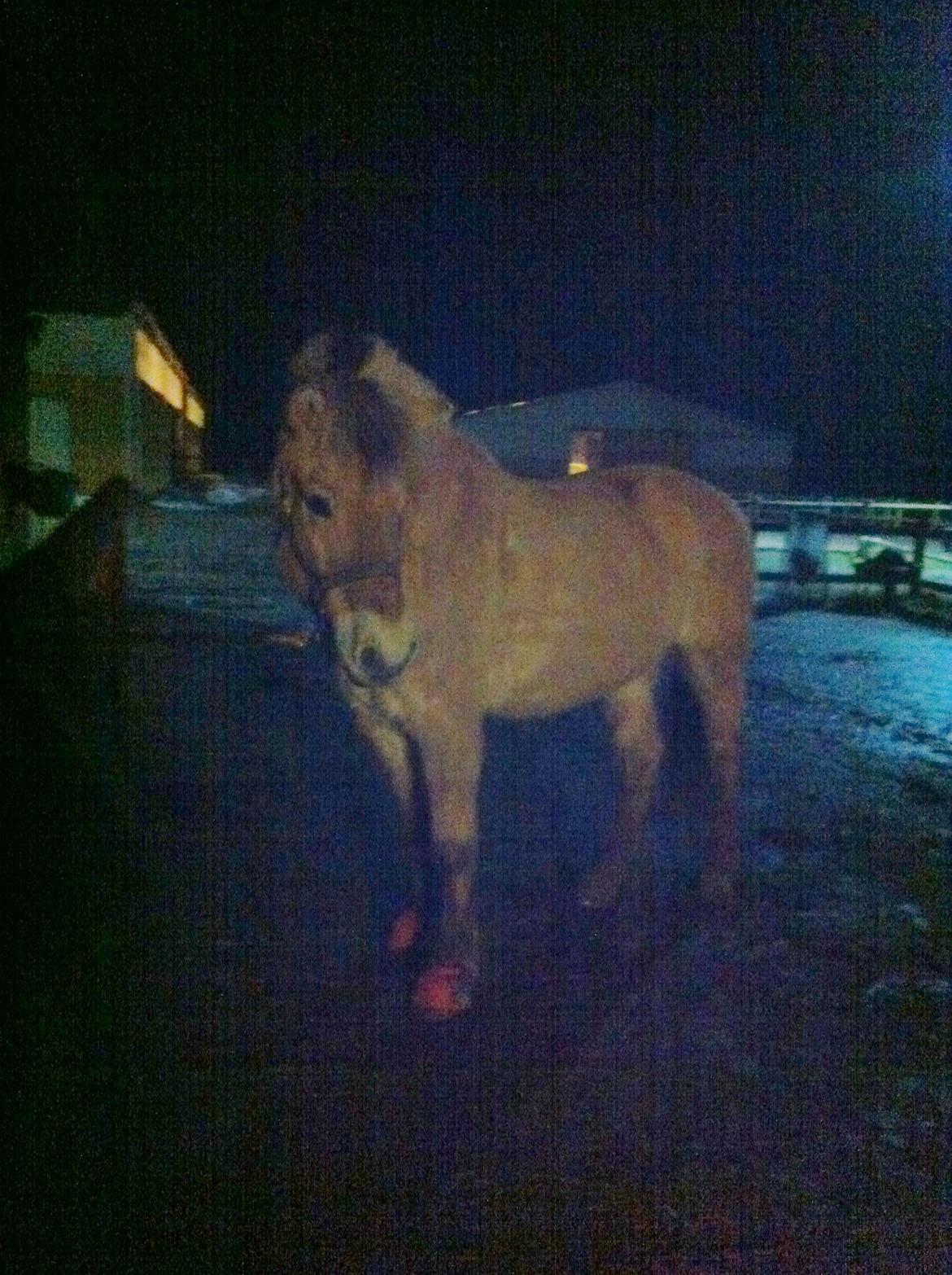 Fjordhest Bodyguard - Søødt billede 4