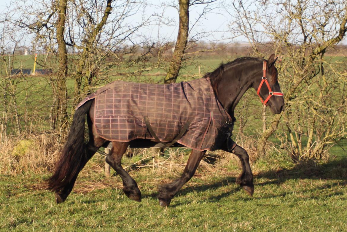 Frieser AKKE FAN DE SLACHTEDYK (Red og passede) - Smukke Akke på folden 2. januar 2013 :) billede 7