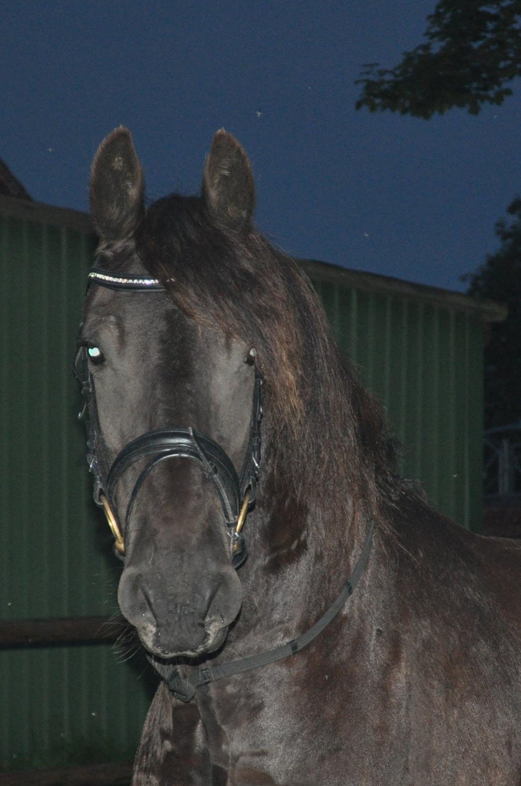 Frieser AKKE FAN DE SLACHTEDYK (Red og passede) - Smukke Akke på banen inden en omgang dressur uden sadel :) D. 5. august 2012. billede 5